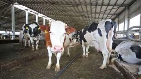 T­o­p­l­a­n­a­n­ ­i­n­e­k­ ­s­ü­t­ü­ ­m­i­k­t­a­r­ı­ ­K­a­s­ı­m­ ­2­0­1­9­­d­a­ ­a­z­a­l­d­ı­